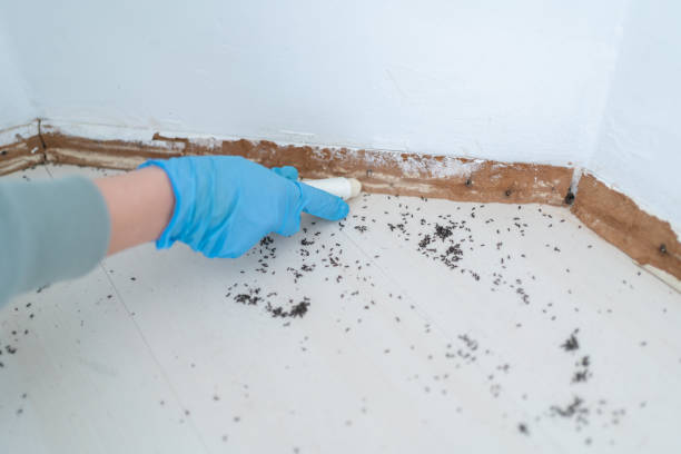 Best Mosquito Control Services  in Charlack, MO
