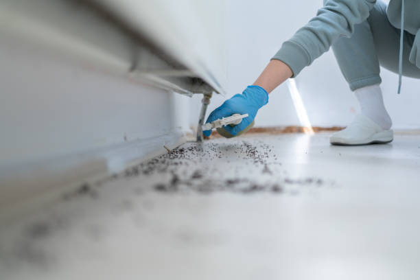 Best Flea Control Services  in Charlack, MO